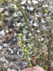 Lappula occidentalis