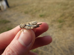 Encoptolophus costalis