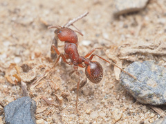 Pogonomyrmex occidentalis