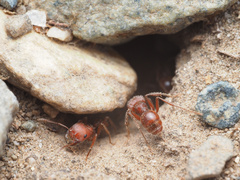 Pogonomyrmex occidentalis
