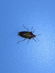 Oebalus