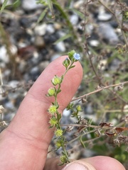 Lappula occidentalis