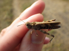 Encoptolophus costalis