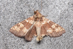 Saroba pustulifera