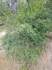 Betula occidentalis