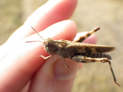 Encoptolophus costalis