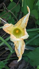 Cucurbita pepo