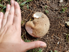 Calvatia craniiformis