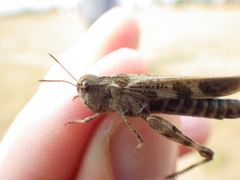 Encoptolophus costalis