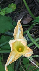 Cucurbita pepo