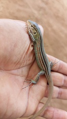 Cnemidophorus gramivagus