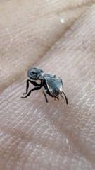 Cephalotes