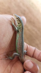 Cnemidophorus gramivagus
