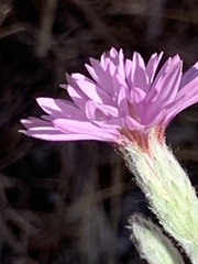 Lessingia hololeuca