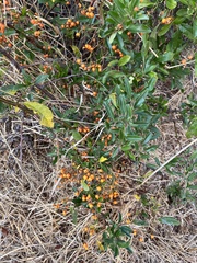 Pyracantha angustifolia