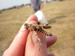 Encoptolophus costalis
