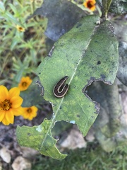 Trichordestra legitima