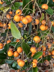Pyracantha angustifolia