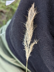 Bothriochloa laguroides