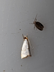 Argyria gonogramma