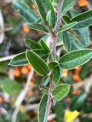 Pyracantha angustifolia