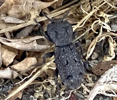 Phloeodes diabolicus