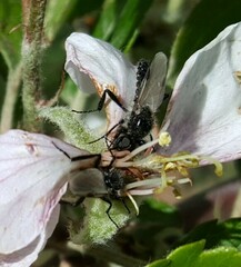 Bibio hortulanus