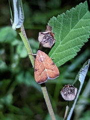 Galgula partita