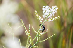 Myzinum obscurum
