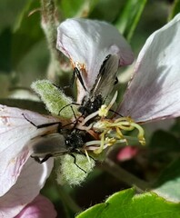 Bibio hortulanus