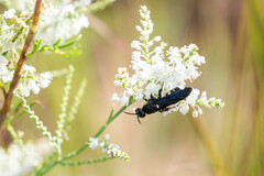 Myzinum obscurum