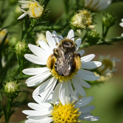 Melissodes druriellus