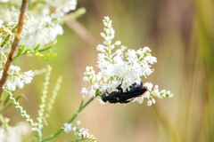 Myzinum obscurum