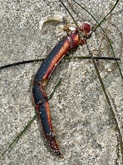 Panulirus interruptus