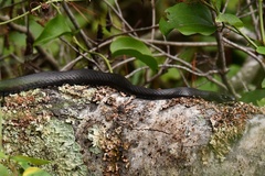 Coluber constrictor constrictor