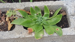Echeveria