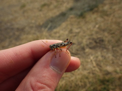 Melanoplus dawsoni