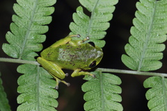 Confusing Green Bush Frog photo 5