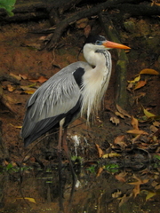 Ardea cocoi