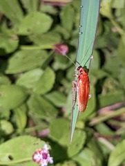 Ischnoptera bilunata