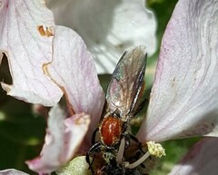 Bibio hortulanus