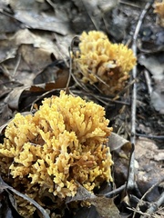 Ramaria rasilispora