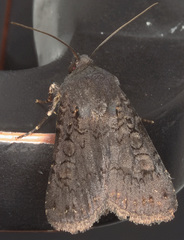 Euxoa velleripennis