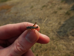 Melanoplus dawsoni