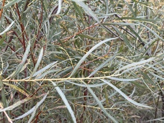 Salix exigua