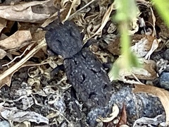 Phloeodes diabolicus