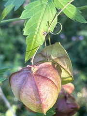 Cardiospermum halicacabum
