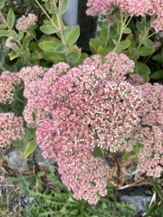 Hylotelephium maximum × spectabile