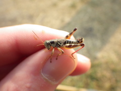 Melanoplus dawsoni