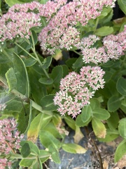 Hylotelephium maximum × spectabile